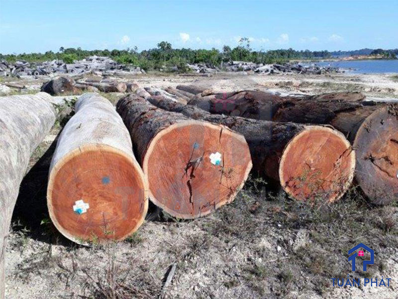 Nguồn gốc xuất xứ của gỗ này ở nhiều nước khác nhau nên chất lượng gỗ cũng không giống nhau