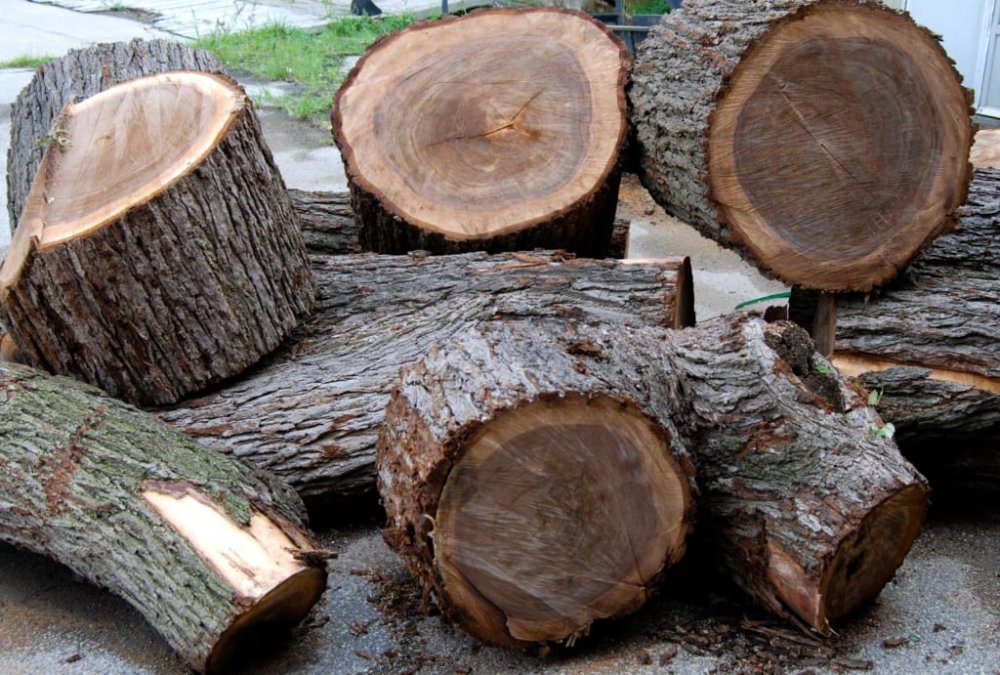 Chiêu trò làm giả gỗ óc chó