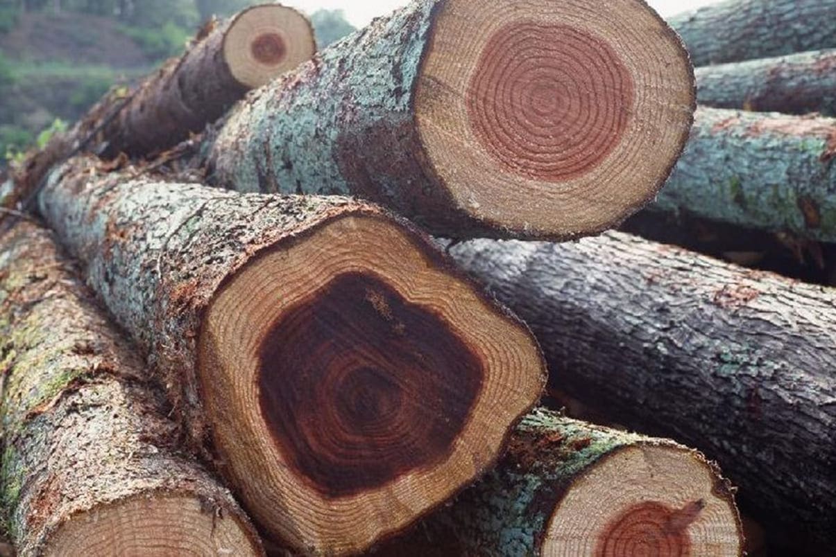 Gỗ Gụ tự nhiên